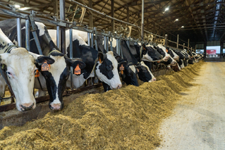 TAP FEED Pro and FD1 - Mystic Valley Dairy - (02)